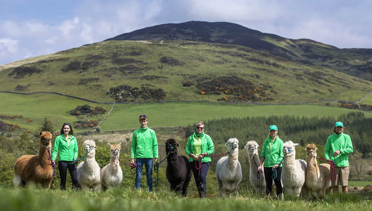 Galloway Alpacas